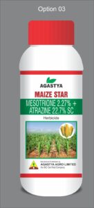 MAIZE STAR